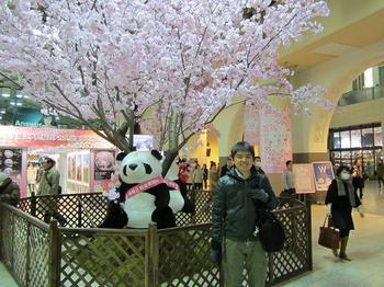 パンダと桜とまーくん.JPG