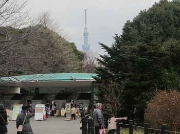 上野動物園から見えるスカイツリー.JPG