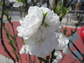 白いお花.JPG