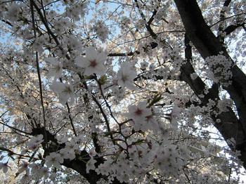 神社の桜.JPG